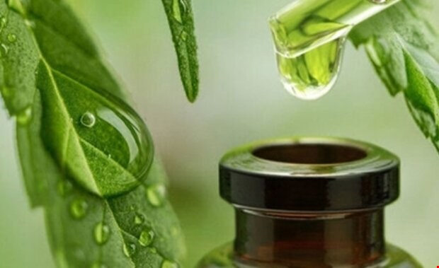 مرکز نوآوری گیاهان دارویی و زنبور عسل در اردبیل راهاندازی شد